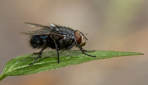 solo una mosca