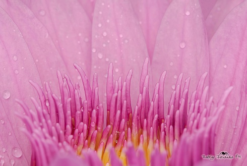 Flor