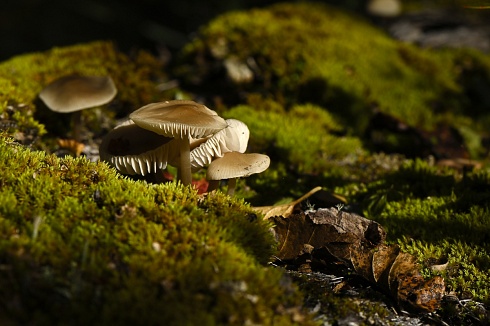 Hongos