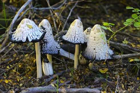 Hongos desconocidos