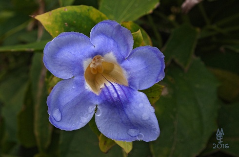 Azulzinha 2