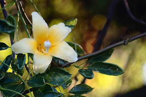 Flor de palo borracho o Ceiba speciosa