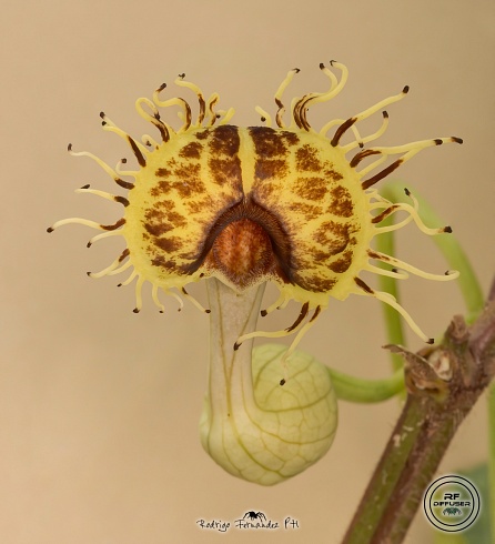 Flor de Patito (Aristolochia fimbriata)
