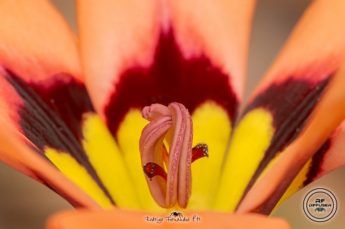 Detalles de una flor