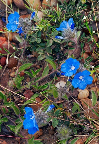 Ipomoea tamnifolia