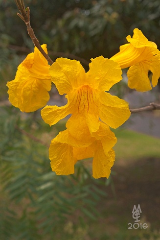 Lapacho amarillo