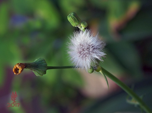 Senecio otoal
