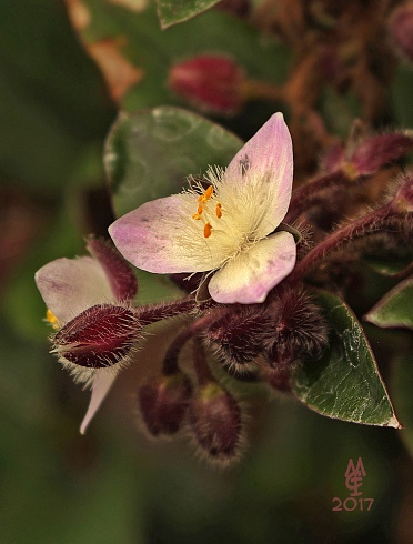 Tradescantia de estreno.