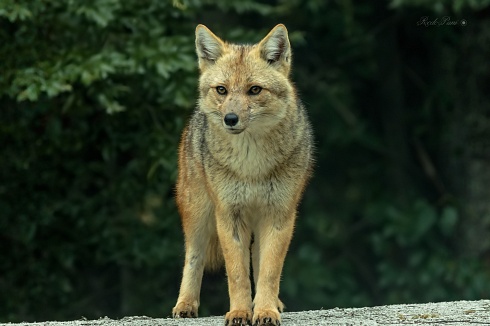 Zorro Colorado (Lycalopex culpaeus)