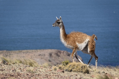 Guanaco en Cabo dos Bahas