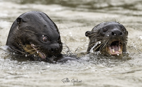 Las locas del Pantanal