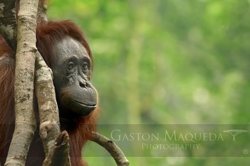 El Hombre De La Selva