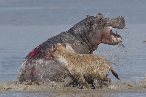 La batalla de Amboseli