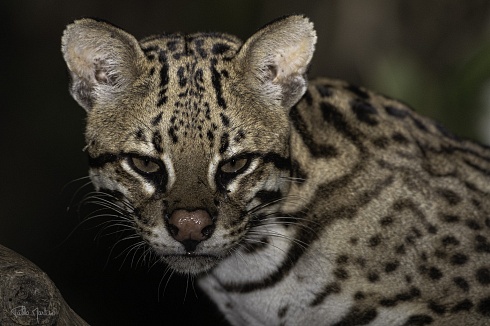 Retrato de ocelote