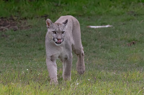 �Y si voy por vos?