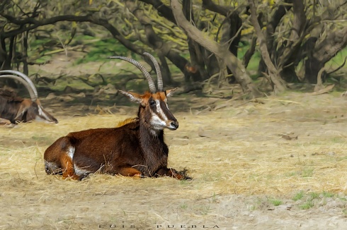 Antilope