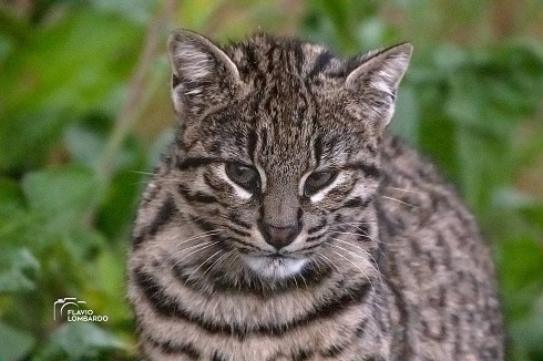 Gato Montes