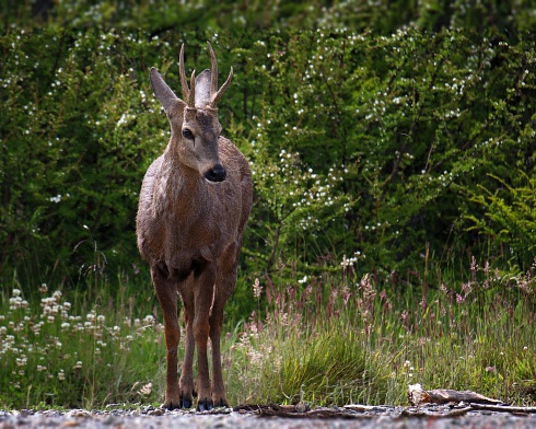 Huemul 2da parte