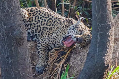Descansando en el rbol