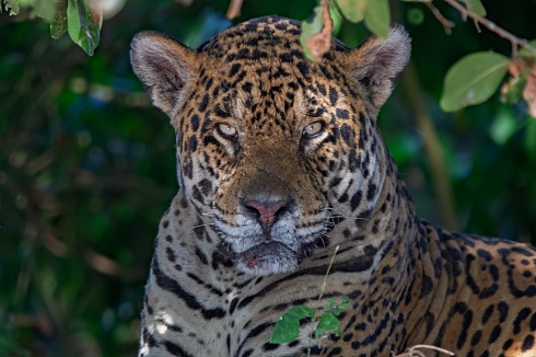 Me parece haber visto un lindo gatito!