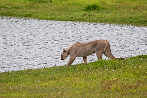 Mansito buscando la aguada