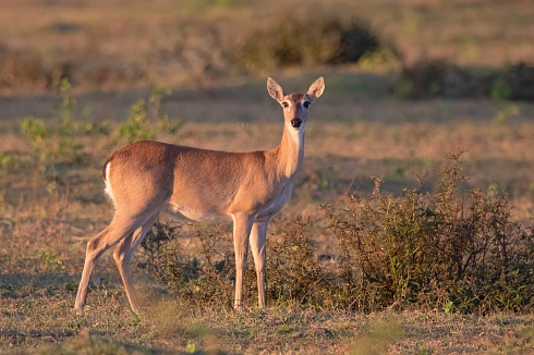 Venado de las Pampas