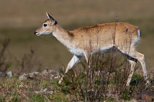 Venado de Campo