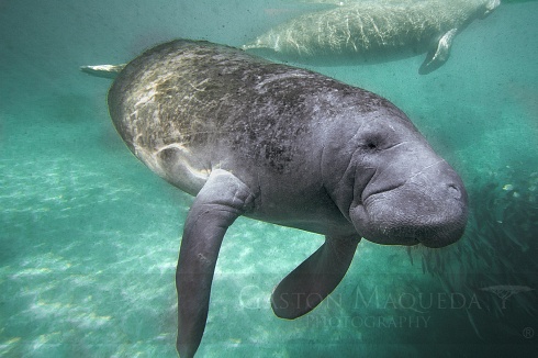 Vaquita de Agua