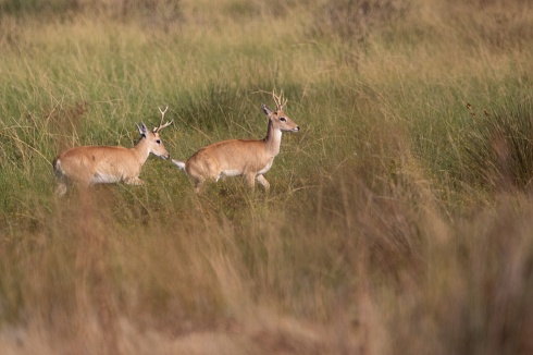 Venados de las pampas