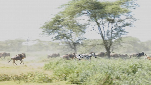 Pinceladas de Tanzania