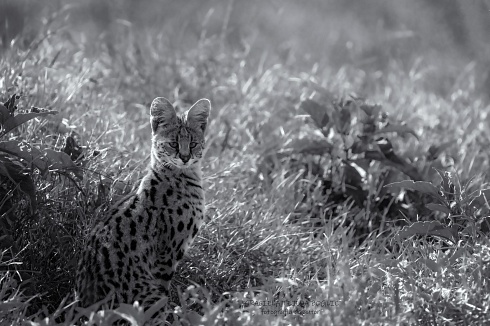 Serval