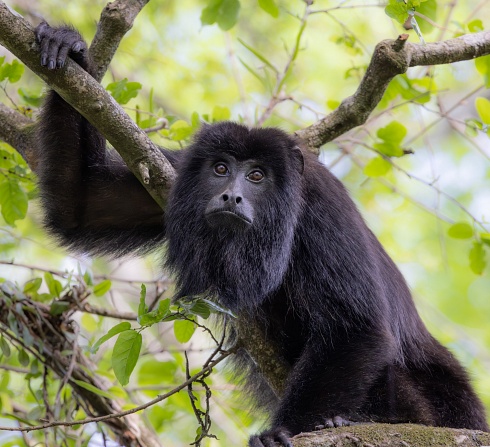 Mono caray o aullador negro