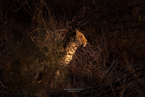 Leopardo