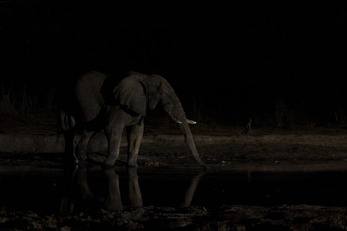 Elefante de sabana en la noche de Botsuana