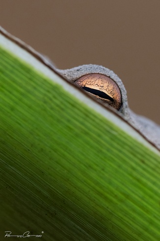 Casi oculta
