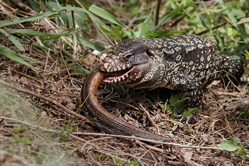Lagarto Overo