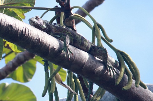 Iguana en plena siesta