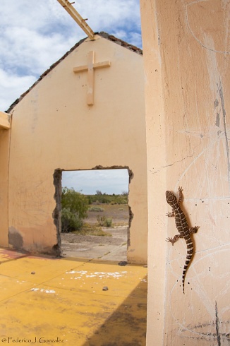 Gecko religioso