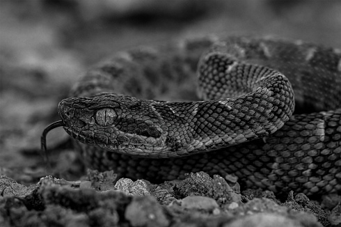 YARARA B&W