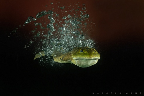 Splash
