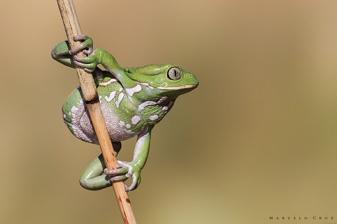 Pole dance II ( C. Controladas )