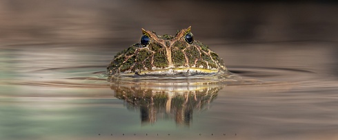 Cara de pocos amigos