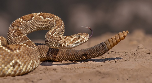 Estado de alerta ( C. Controladas)