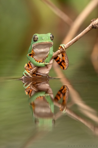 Guitarrista (C.Controladas )