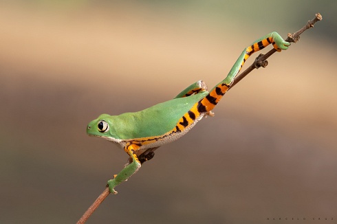 Elongar ( C. controladas )