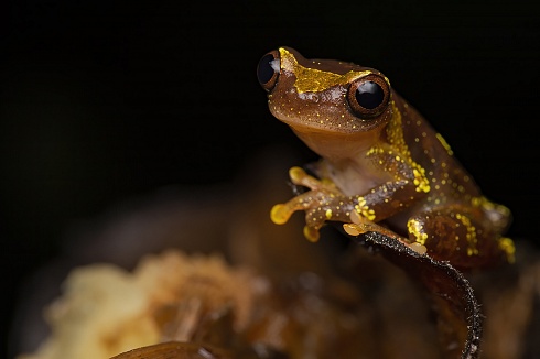 Saracuyu