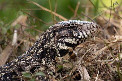 Lagarto overo 2023