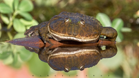 Hipopotamo ( c . Controladas )