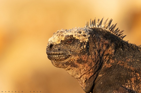 Godzilla
