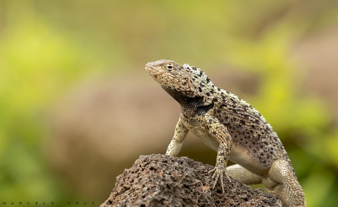 Lagartijas de galapagos 2